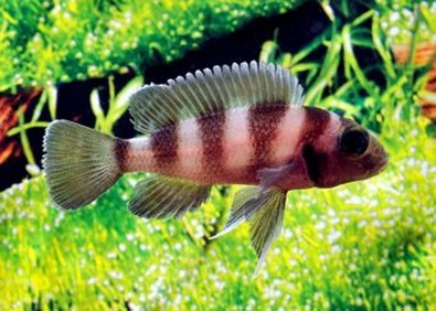 Neolamprologus tretocephalus