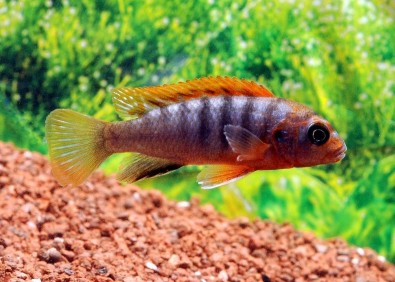 Labidochromis sp. hongi red top