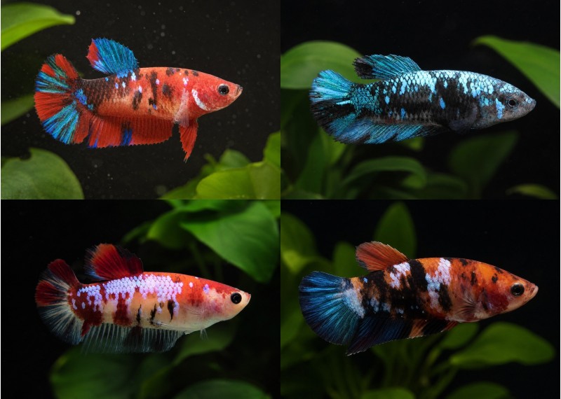 Betta plakat femelle select galaxy