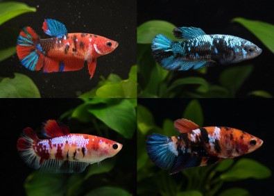 Betta plakat femelle select galaxy