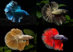 Betta halfmoon select mâle...
