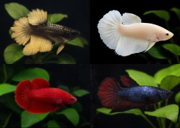 Betta halfmoon select...