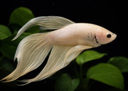 Betta mâle mix dragon