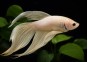 Betta mâle mix dragon