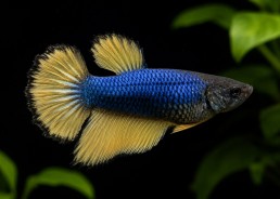 Plakat femelle mustard bleu