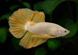 Betta plakat mâle select...