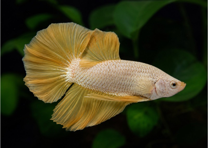 Betta plakat mâle select yellow dragon
