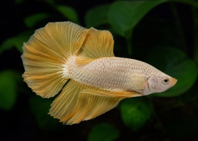 Betta plakat mâle select yellow dragon