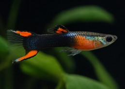 Guppy mâle endler black fire