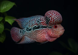Flowerhorn King Kamfa F3