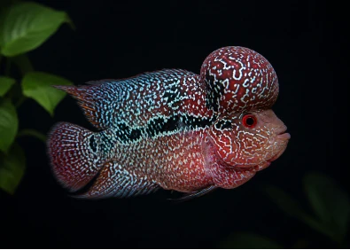 Flowerhorn King Kamfa F3