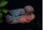 Flowerhorn King Kamfa F3