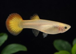 Guppy femelle premium Eur....