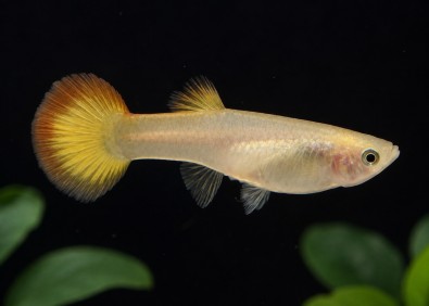 Guppy femelle premium Eur. sunset