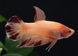 Betta plakat mâle select...