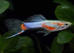 Guppy mâle endler blue star
