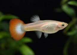 Guppy femelle select...