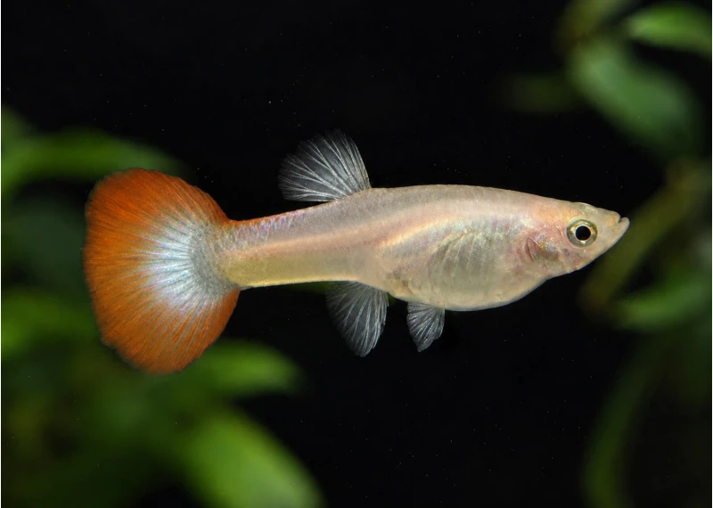 Guppy femelle select platinum red tail
