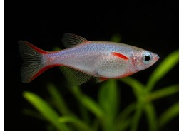 Oryzias woworae