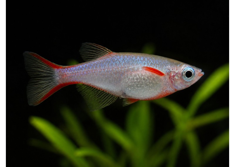 Oryzias woworae