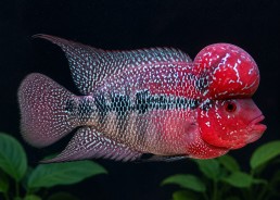 Flowerhorn Red Dragon grade A