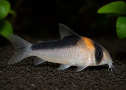 Hoplisoma duplicareus
