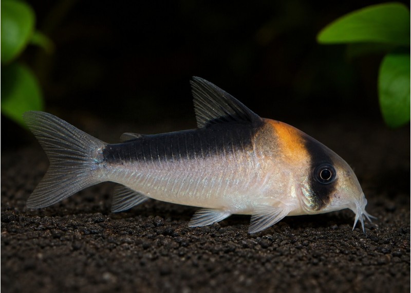 Hoplisoma duplicareus