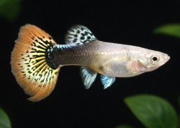 Guppy femelle select red...