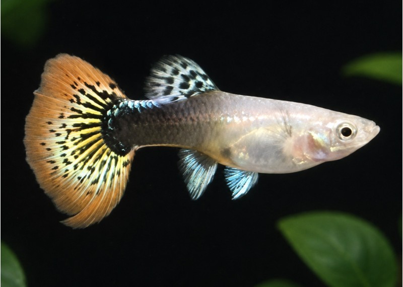 Guppy femelle select red king cobra