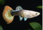 Guppy femelle select red king cobra