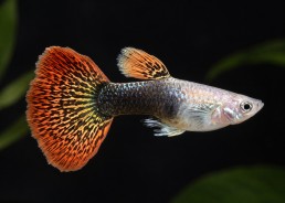 Guppy mâle select red king...