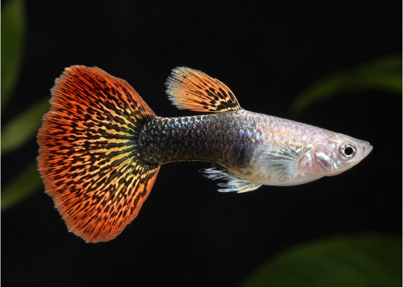 Guppy mâle select red king cobra