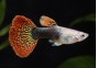 Guppy mâle select red king cobra