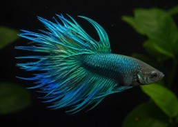 Betta crowntail mâle vert