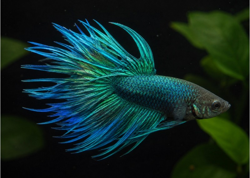 Betta crowntail mâle vert