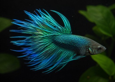 Betta crowntail mâle vert