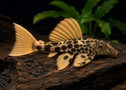Pseudacanthicus leopardus...