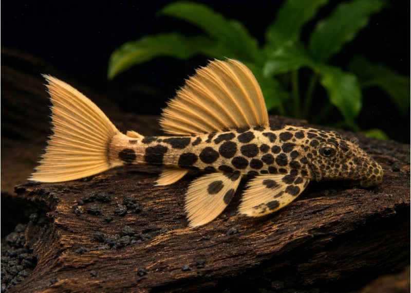 Pseudacanthicus leopardus L600 (élevage