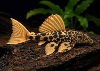 Pseudacanthicus leopardus L600 (élevage