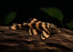 Panaqolus sp. L397 (élevage)