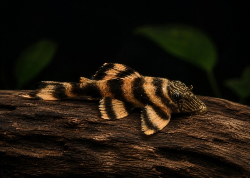 Panaqolus sp. L397 (élevage)