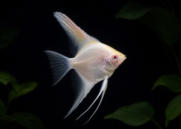 Scalaire sélect albino red...
