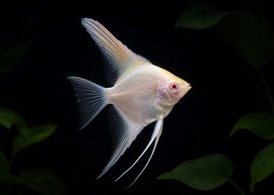 Scalaire sélect albino red eyes