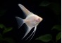 Scalaire sélect albino red eyes