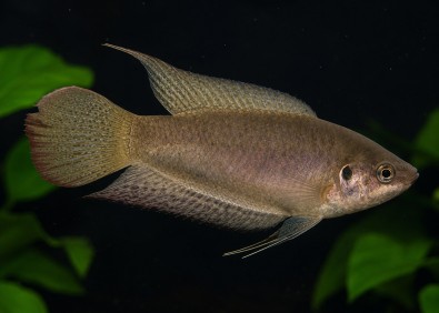 Macropodus ocellatus