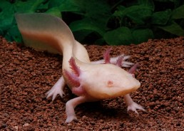 Axolotl albinos