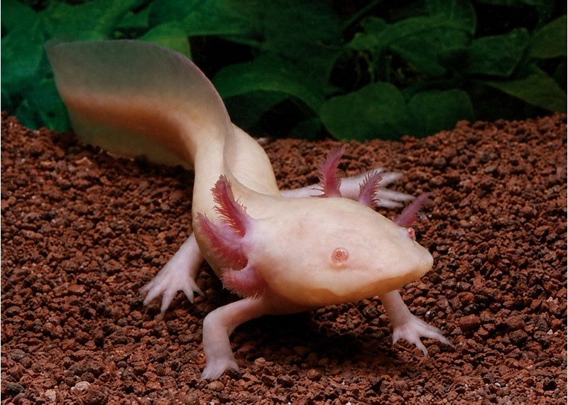 Axolotl albinos