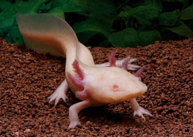 Axolotl albinos