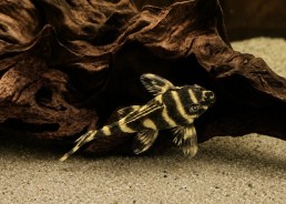 Hypancistrus L333 Yellow...