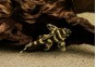 Hypancistrus L333 Yellow king tiger